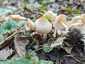 Büdös őzlábgomba (Lepiota cristata), Kisoroszi